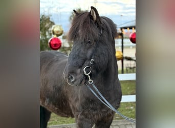 Caballos islandeses, Caballo castrado, 6 años, 150 cm, Negro