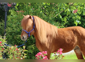 Caballos islandeses, Caballo castrado, 6 años, Alazán