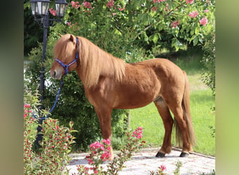 Caballos islandeses, Caballo castrado, 6 años, Alazán