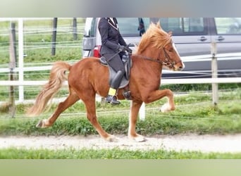 Caballos islandeses, Caballo castrado, 6 años, Alazán