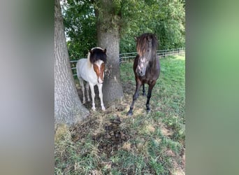 Caballos islandeses, Caballo castrado, 6 años