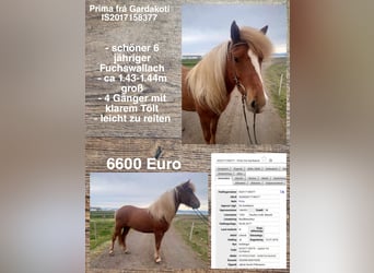 Caballos islandeses, Caballo castrado, 6 años