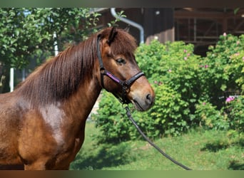 Caballos islandeses, Caballo castrado, 6 años, Castaño