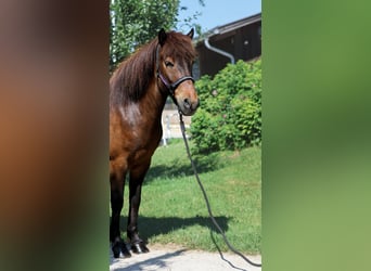 Caballos islandeses, Caballo castrado, 6 años, Castaño