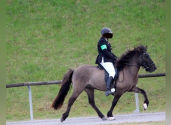 Caballos islandeses, Caballo castrado, 7 años, 132 cm, Bayo