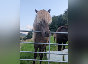 Caballos islandeses, Caballo castrado, 7 años, 133 cm