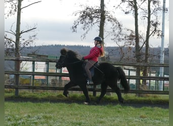 Caballos islandeses, Caballo castrado, 7 años, 133 cm, Negro