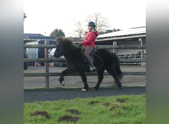 Caballos islandeses, Caballo castrado, 7 años, 133 cm, Negro