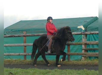 Caballos islandeses, Caballo castrado, 7 años, 133 cm, Negro