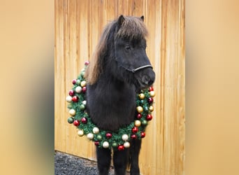 Caballos islandeses, Caballo castrado, 7 años, 133 cm, Negro