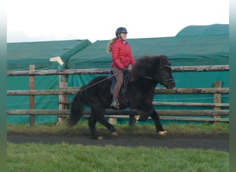 Caballos islandeses, Caballo castrado, 7 años, 133 cm, Negro