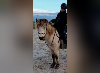 Caballos islandeses, Caballo castrado, 7 años, 135 cm, Buckskin/Bayo