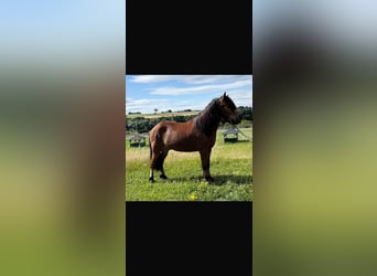 Caballos islandeses, Caballo castrado, 7 años, 135 cm, Castaño
