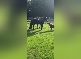 Caballos islandeses, Caballo castrado, 7 años, 136 cm, Castaño oscuro