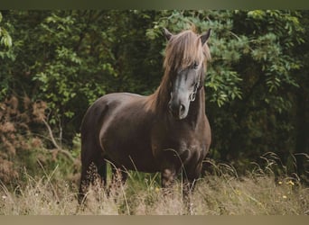 Caballos islandeses, Caballo castrado, 7 años, 136 cm, Negro