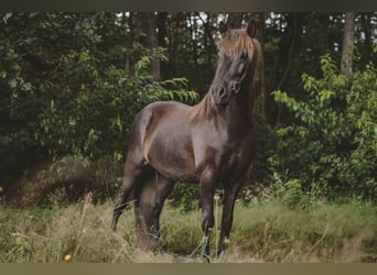 Caballos islandeses, Caballo castrado, 7 años, 136 cm, Negro