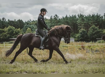 Caballos islandeses, Caballo castrado, 7 años, 136 cm, Negro