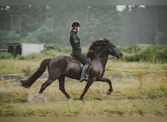 Caballos islandeses, Caballo castrado, 7 años, 136 cm, Negro