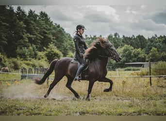 Caballos islandeses, Caballo castrado, 7 años, 136 cm, Negro