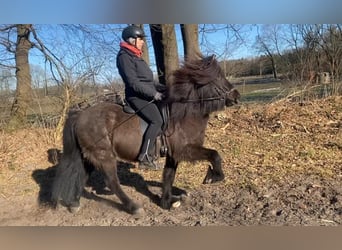 Caballos islandeses, Caballo castrado, 7 años, 136 cm, Negro