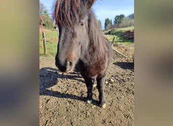 Caballos islandeses, Caballo castrado, 7 años, 136 cm, Negro