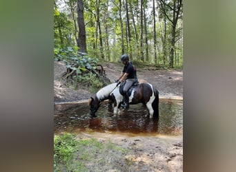 Caballos islandeses, Caballo castrado, 7 años, 136 cm, Pío