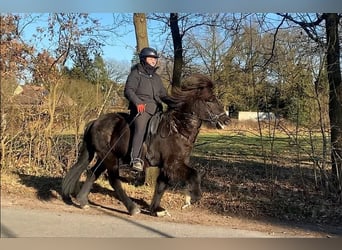 Caballos islandeses, Caballo castrado, 7 años, 137 cm, Negro