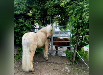Caballos islandeses, Caballo castrado, 7 años, 137 cm, Palomino