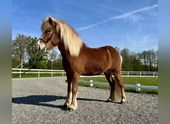 Caballos islandeses, Caballo castrado, 7 años, 138 cm, Alazán