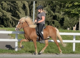 Caballos islandeses, Caballo castrado, 7 años, 138 cm, Alazán