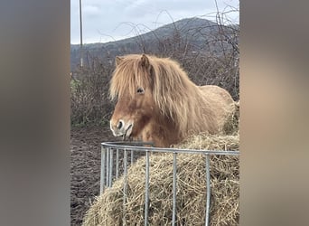 Caballos islandeses, Caballo castrado, 7 años, 138 cm, Bayo