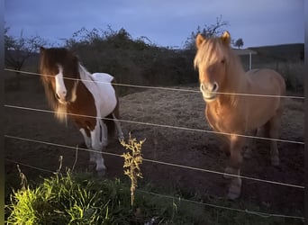 Caballos islandeses, Caballo castrado, 7 años, 138 cm, Bayo