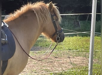 Caballos islandeses, Caballo castrado, 7 años, 138 cm, Bayo