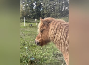 Caballos islandeses, Caballo castrado, 7 años, 138 cm, Bayo