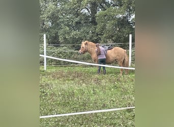 Caballos islandeses, Caballo castrado, 7 años, 138 cm, Bayo