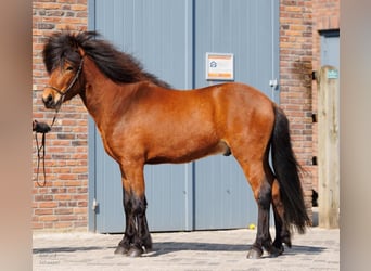 Caballos islandeses, Caballo castrado, 7 años, 138 cm, Castaño