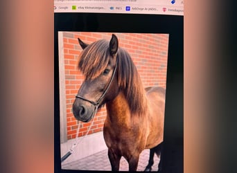 Caballos islandeses, Caballo castrado, 7 años, 138 cm, Castaño oscuro