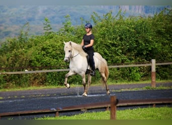Caballos islandeses, Caballo castrado, 7 años, 138 cm, Tordo