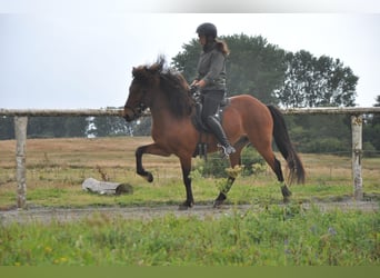 Caballos islandeses, Caballo castrado, 7 años, 139 cm, Castaño