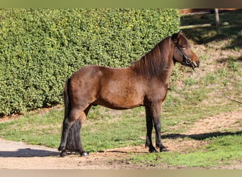 Caballos islandeses, Caballo castrado, 7 años, 139 cm, Castaño