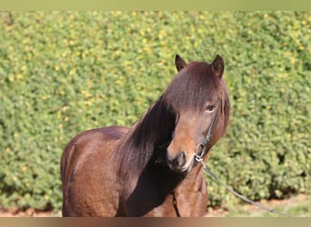 Caballos islandeses, Caballo castrado, 7 años, 139 cm, Castaño
