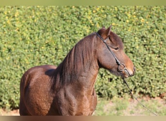 Caballos islandeses, Caballo castrado, 7 años, 139 cm, Castaño