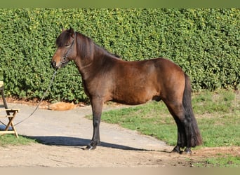Caballos islandeses, Caballo castrado, 7 años, 139 cm, Castaño