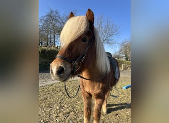 Caballos islandeses, Caballo castrado, 7 años, 140 cm, Alazán