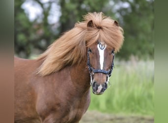 Caballos islandeses, Caballo castrado, 7 años, 140 cm, Alazán-tostado