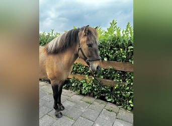 Caballos islandeses, Caballo castrado, 7 años, 140 cm, Bayo