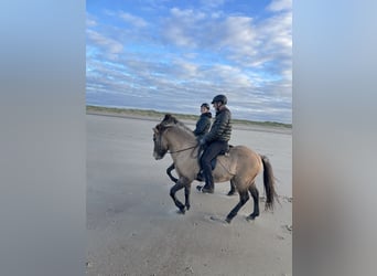 Caballos islandeses, Caballo castrado, 7 años, 140 cm, Bayo