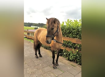 Caballos islandeses, Caballo castrado, 7 años, 140 cm, Bayo