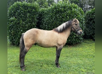 Caballos islandeses, Caballo castrado, 7 años, 140 cm, Bayo