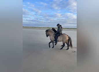 Caballos islandeses, Caballo castrado, 7 años, 140 cm, Bayo